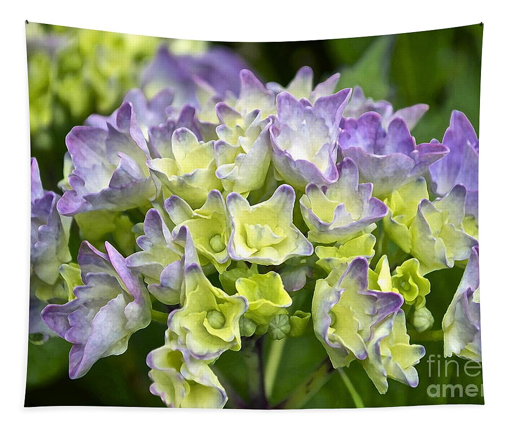 Hydrangea Tapestry featuring the photograph Hydrangeas Galore by Gwyn Newcombe