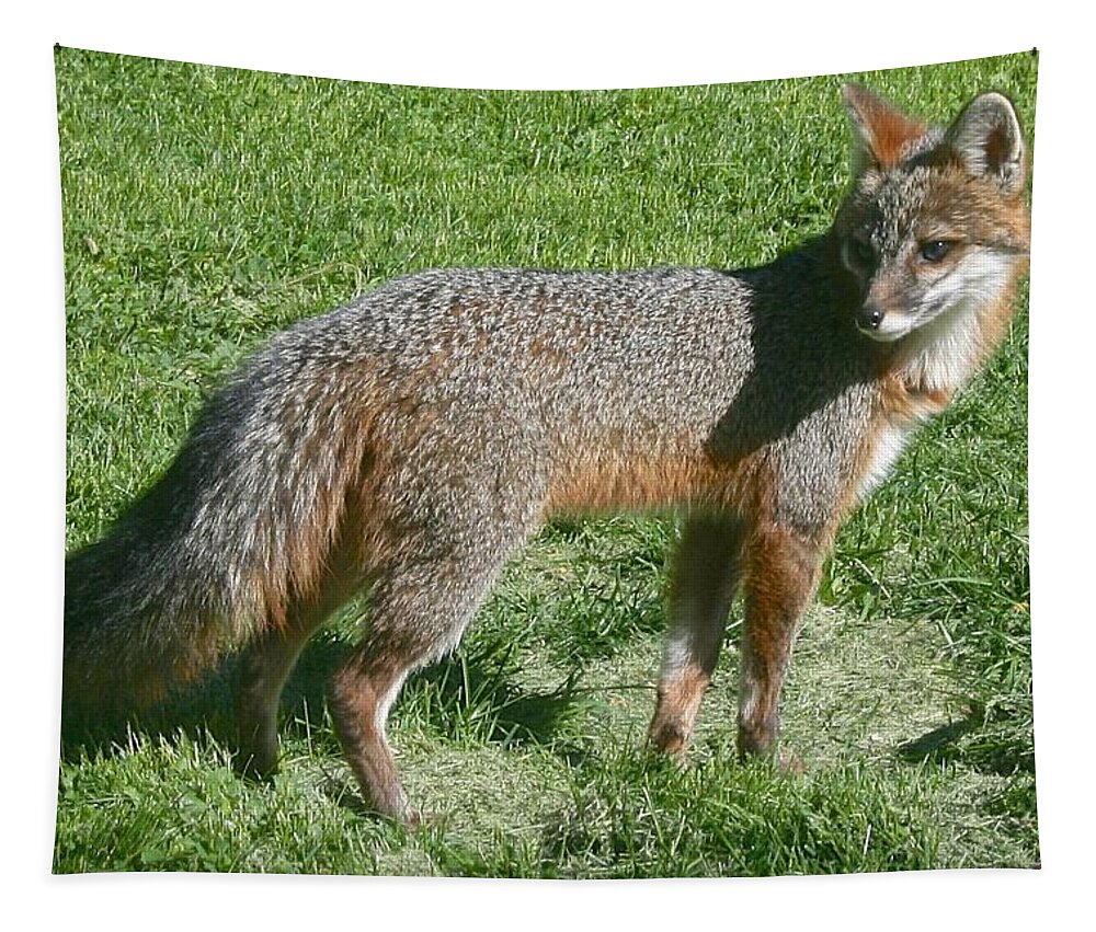 Fox Tapestry featuring the photograph I Am Watching My Back by Kristin Hatt