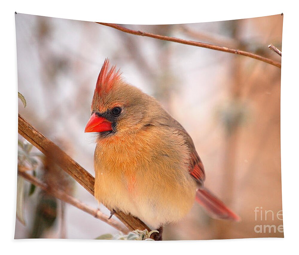 Landscape Tapestry featuring the photograph Im Just As Pretty Female Cardinal Bird by Peggy Franz