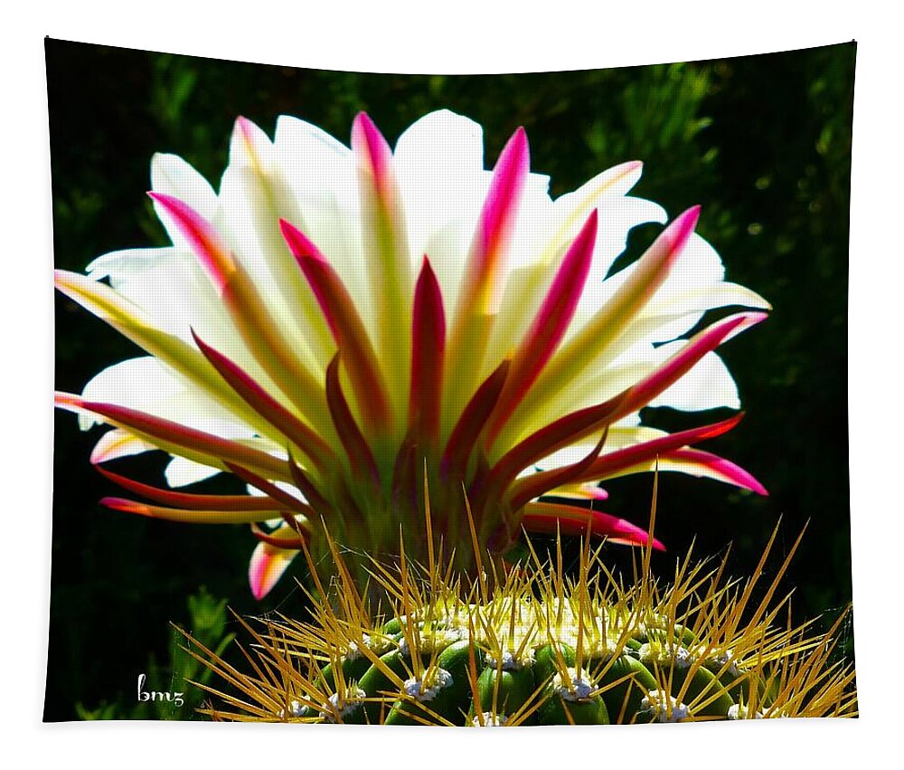 Cactus Tapestry featuring the photograph In the Morning Light by Barbara Zahno