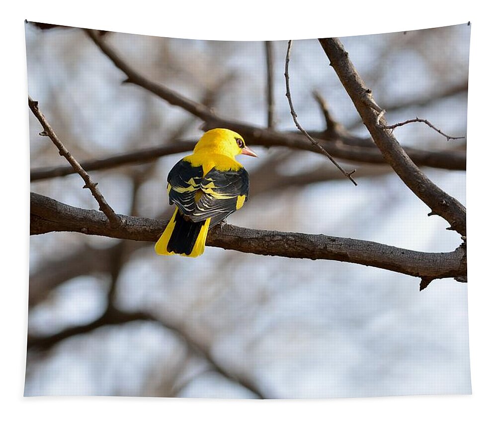 Indian Golden Oriole Tapestry featuring the photograph Indian Golden Oriole by Fotosas Photography