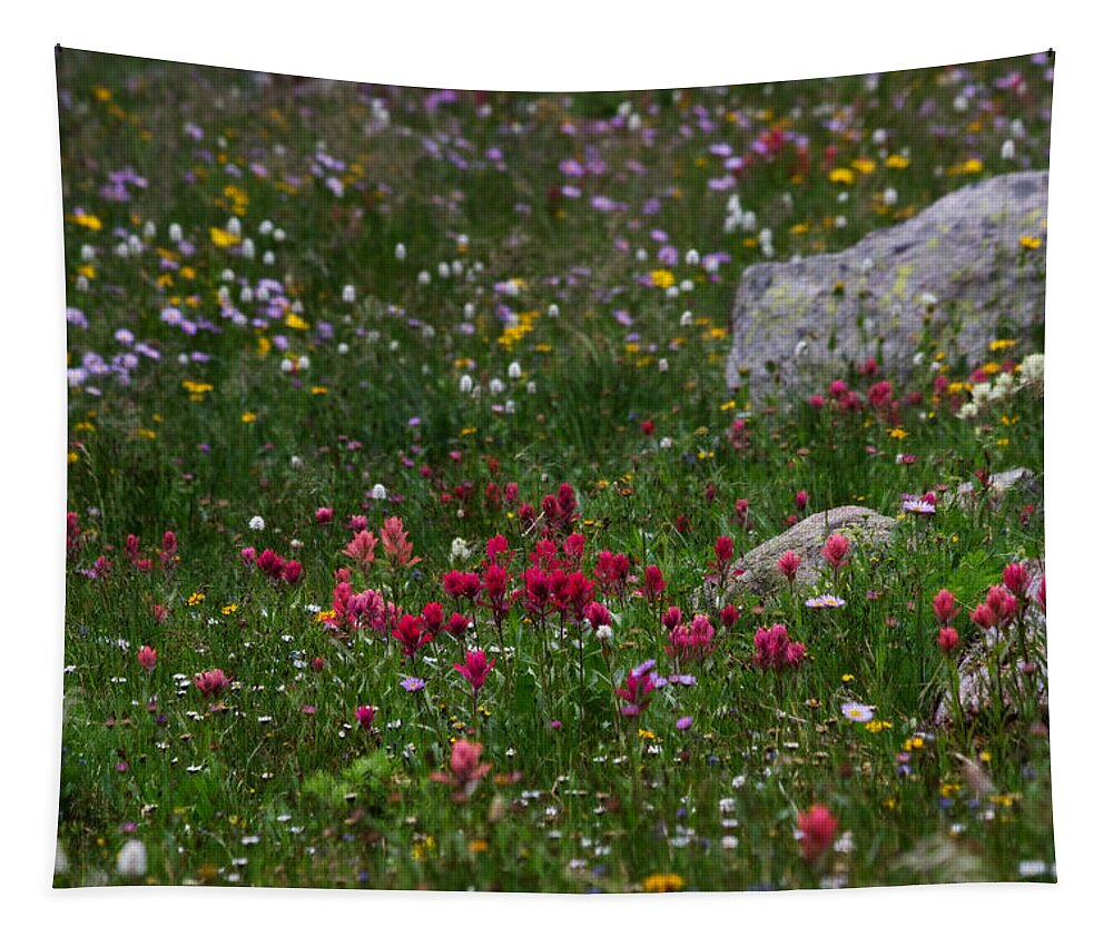 Landscapes Tapestry featuring the photograph Indian Paintbrush II by Ronda Kimbrow