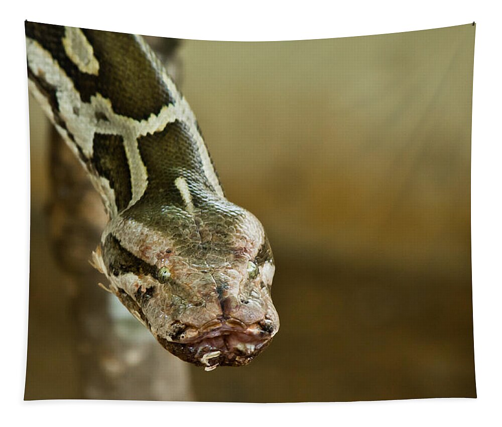 Shimoga Tapestry featuring the photograph Indian Python by SAURAVphoto Online Store