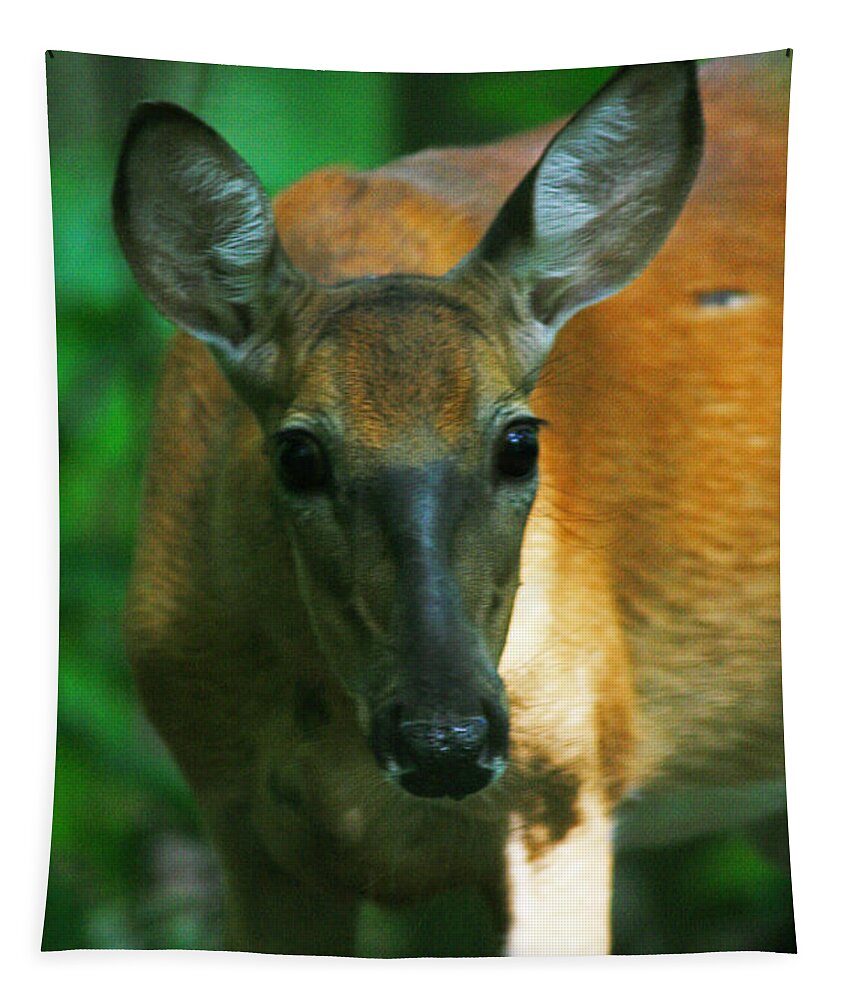 Deer Tapestry featuring the photograph Inquisitive Doe by Miss Crystal D