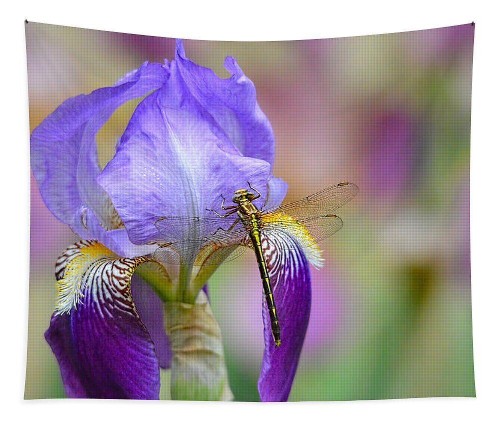 Iris Germanica Tapestry featuring the photograph Iris and the Dragonfly 6 by Jai Johnson