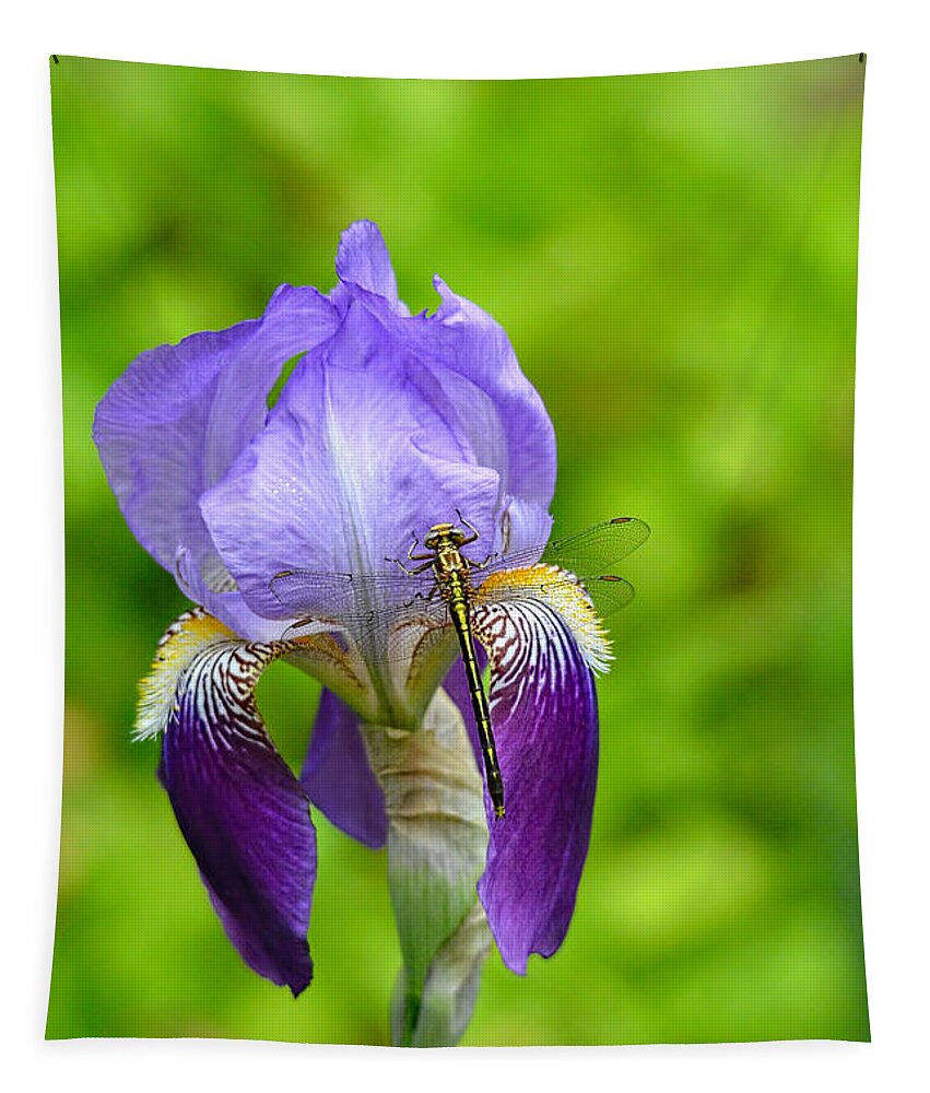 Iris Germanica Tapestry featuring the photograph Iris and the Dragonfly 7 by Jai Johnson