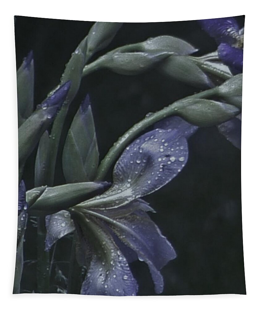 Photograph Tapestry featuring the photograph Iris Rain by Barbara St Jean