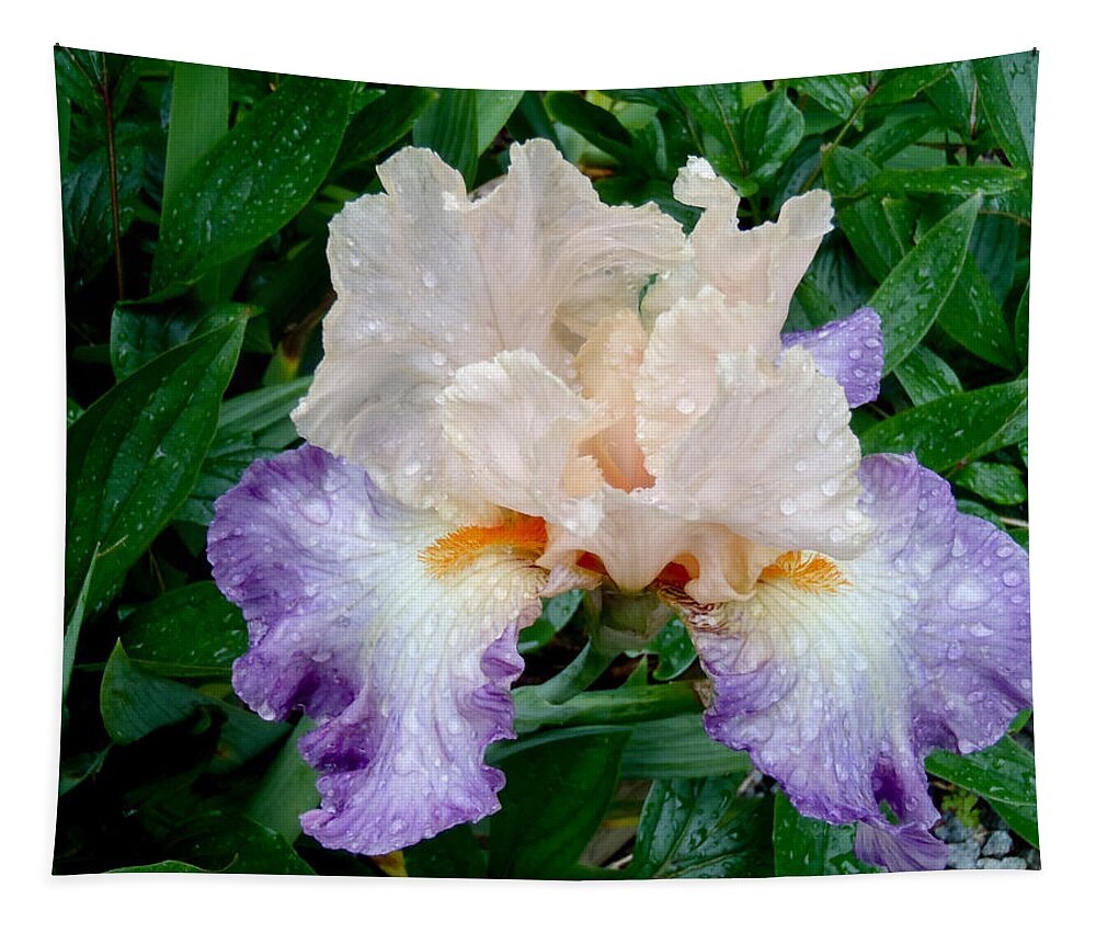 Irresistible Iris Tapestry featuring the photograph Irresistible Iris by Roxy Hurtubise