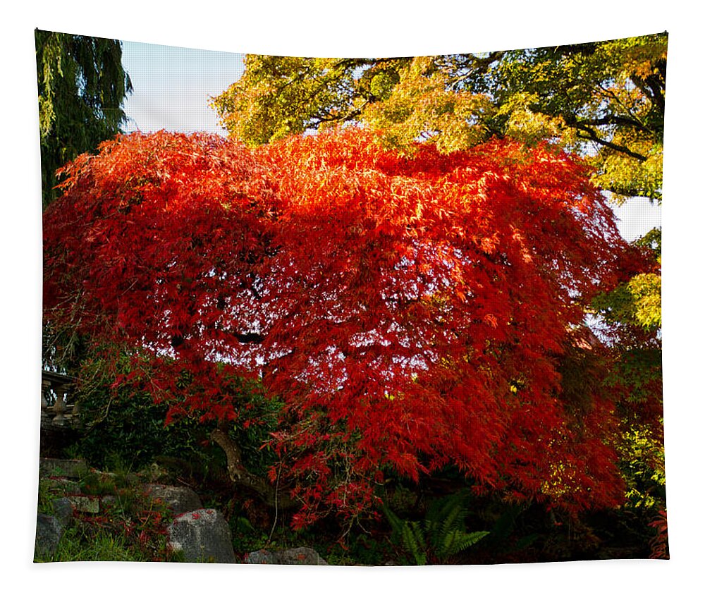 Autumn Tapestry featuring the photograph Japanese Maple by Tikvah's Hope