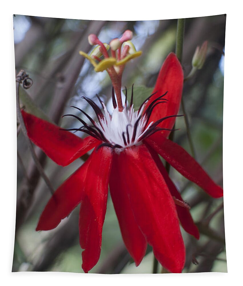 Flowers Tapestry featuring the photograph Java Paradise by Miguel Winterpacht
