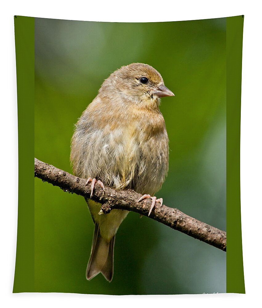 American Goldfinch Tapestry featuring the photograph Juvenile American Goldfinch by Jeff Goulden
