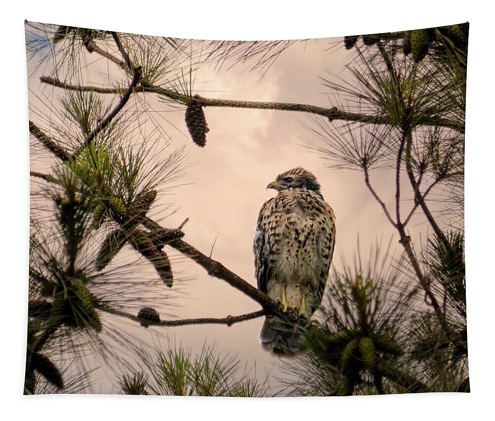 Bird Art Tapestry featuring the photograph Juvenile Red Shouldered Hawk 06.07.2014 by Jai Johnson