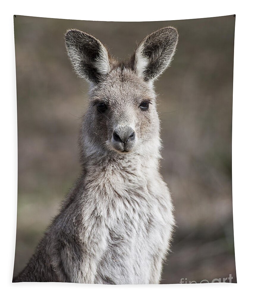 Australia Tapestry featuring the photograph Kangaroo by Steven Ralser