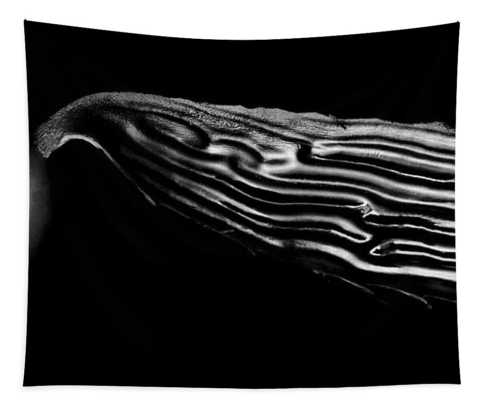 Kelp Tapestry featuring the photograph Kelp In A Convertible by Robert Woodward