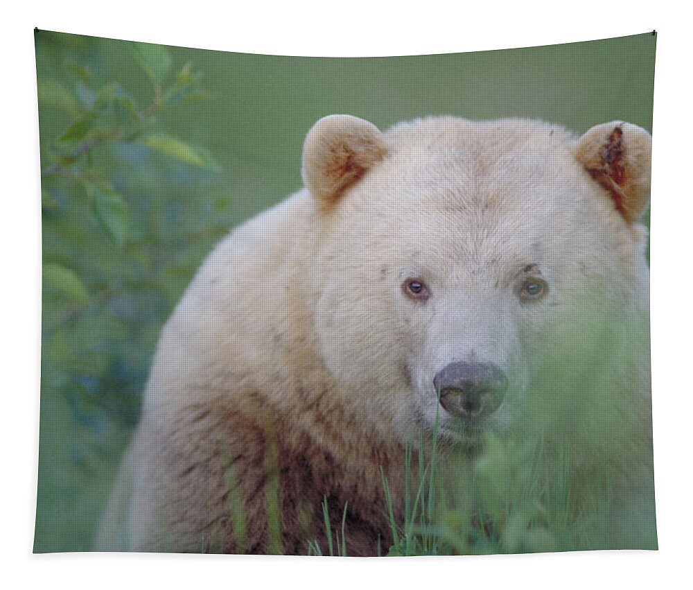 Vertical Tapestry featuring the photograph Kermode Bear, Northern British by Art Wolfe