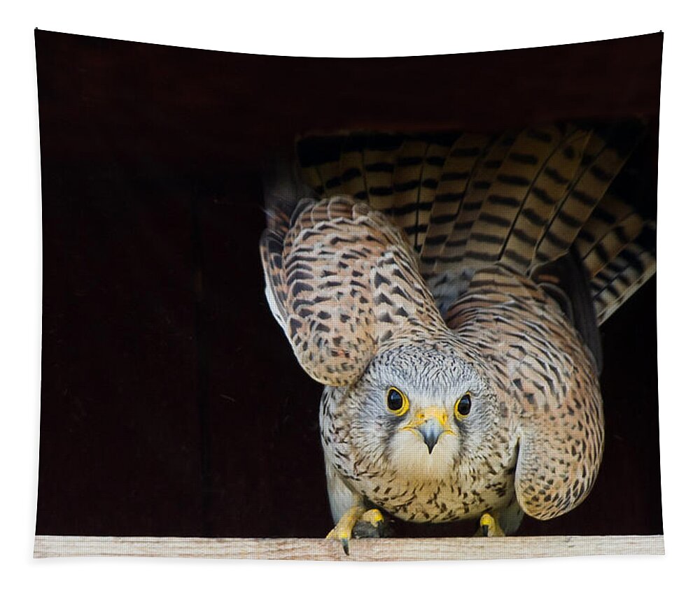 Kestrel Tapestry featuring the photograph Kestrel ready to go by Torbjorn Swenelius
