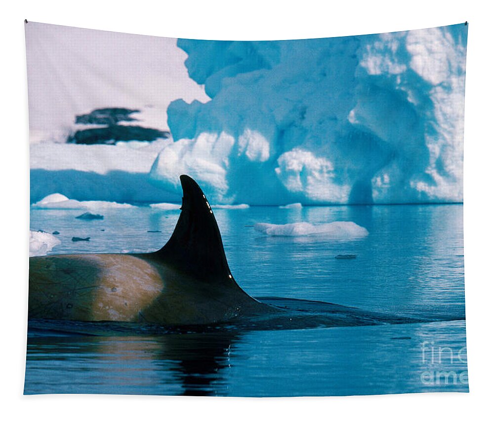 Killer Whale Tapestry featuring the photograph Killer Whale by Art Wolfe