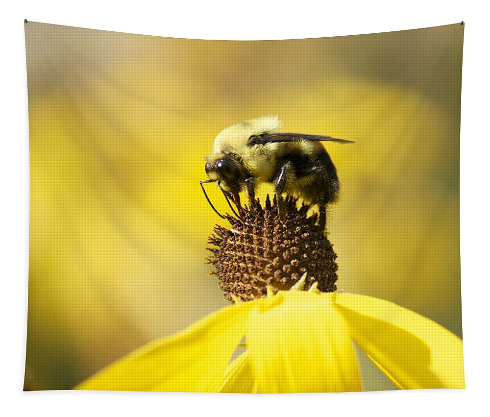 Bee Tapestry featuring the photograph King of the Coneflower by Penny Meyers