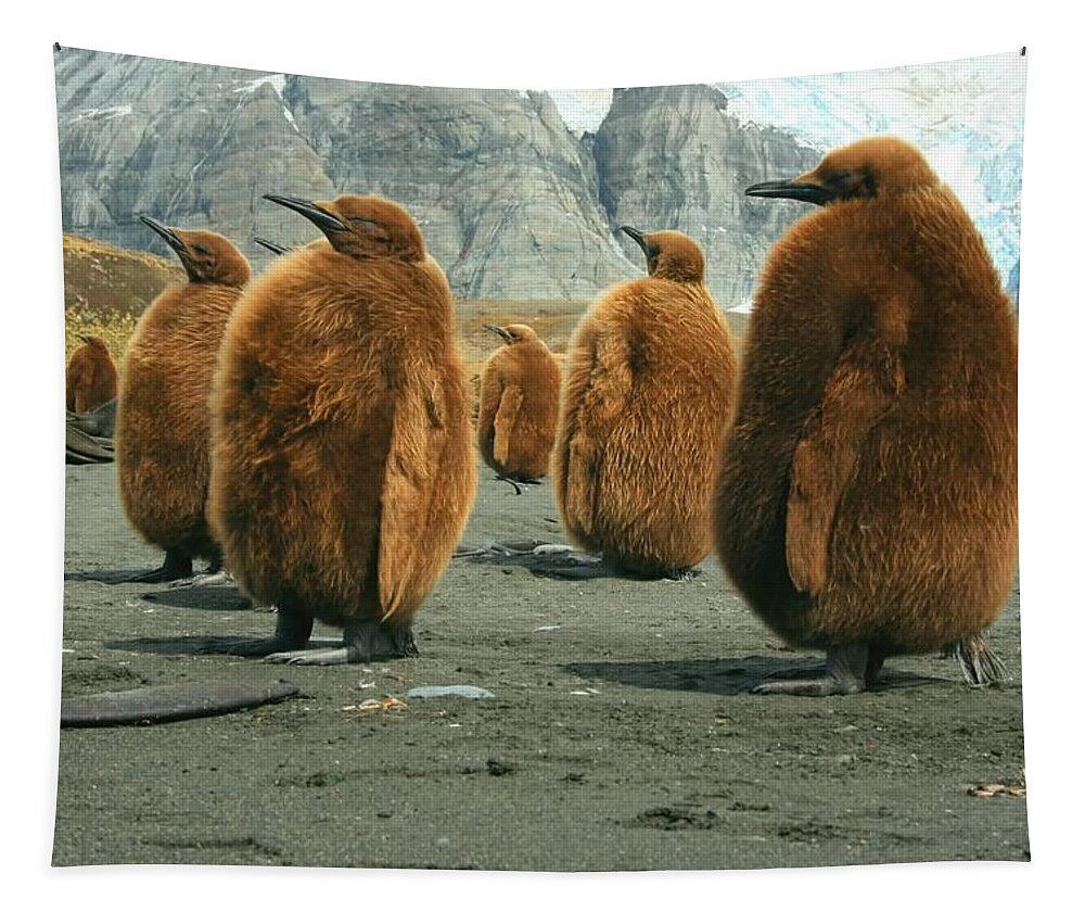 King Penguin Chicks Tapestry featuring the photograph King Penguin Chicks by Amanda Stadther
