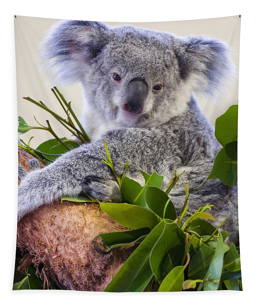 Koala Tapestry featuring the photograph Koala on top of a tree by Flees Photos