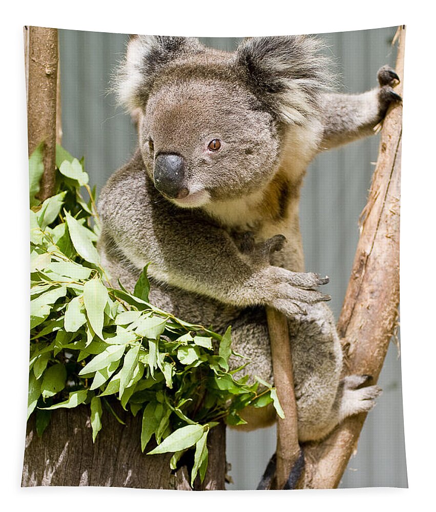 Koala Tapestry featuring the photograph Koala by Steven Ralser