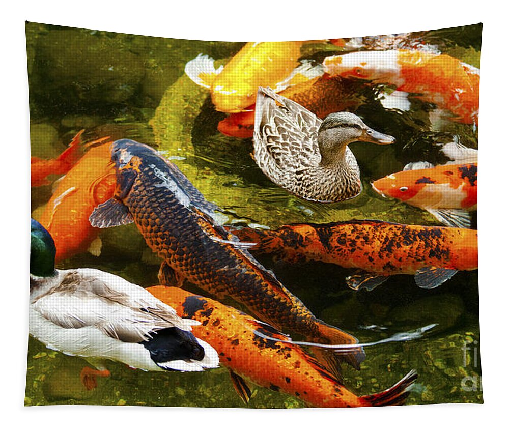 Koi Fish Photographs Tapestry featuring the photograph Koi Fish in Pond Swimming With Two Mallard Ducks by Jerry Cowart