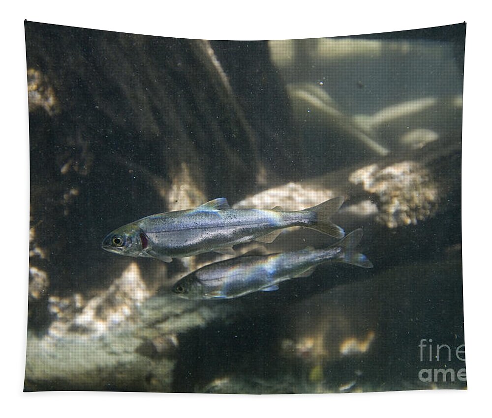 Sockeye Salmon Tapestry featuring the photograph Kokanee Salmon Smolts by William H. Mullins