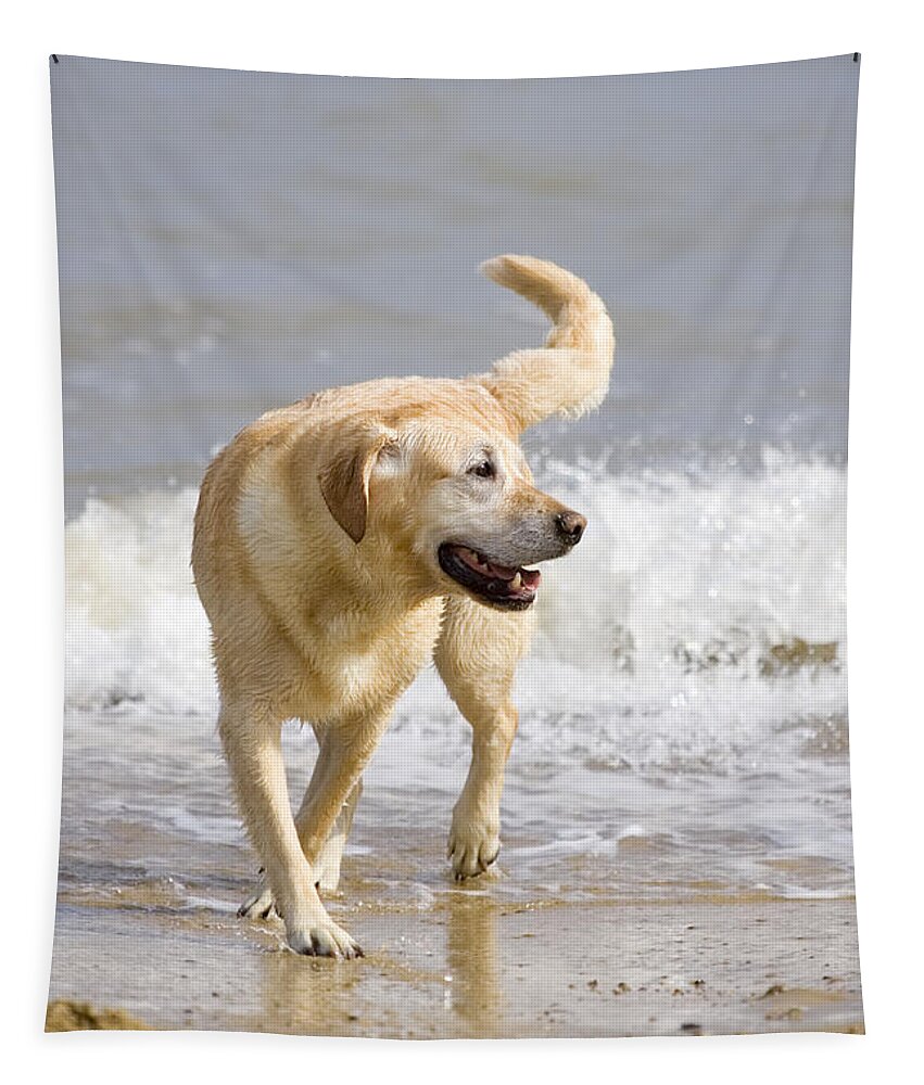 Labrador Tapestry featuring the photograph Labrador Dog Playing On Beach by Geoff du Feu