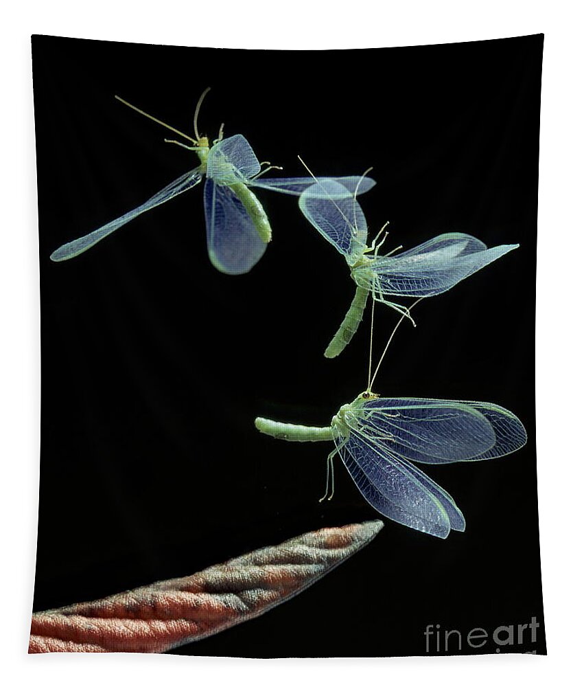 Flash Tapestry featuring the photograph Lacewing Taking Off by Stephen Dalton