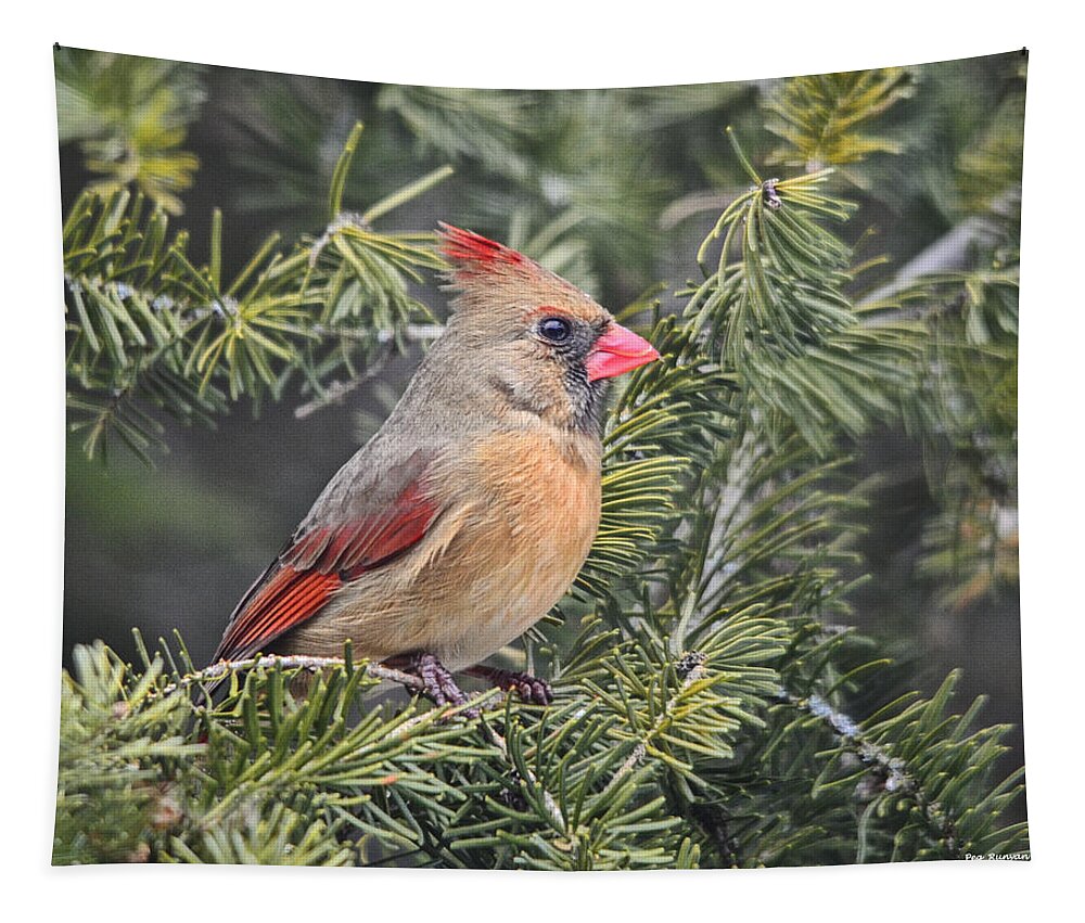 Cardinal Tapestry featuring the photograph Lady Cardinal in the Pines by Peg Runyan