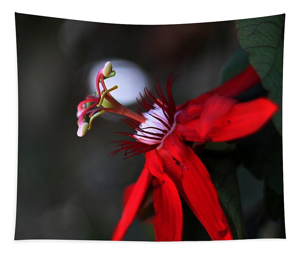Lady Margaret Passionflower Tapestry featuring the photograph Lady Margaret - Passionflower by Ramabhadran Thirupattur