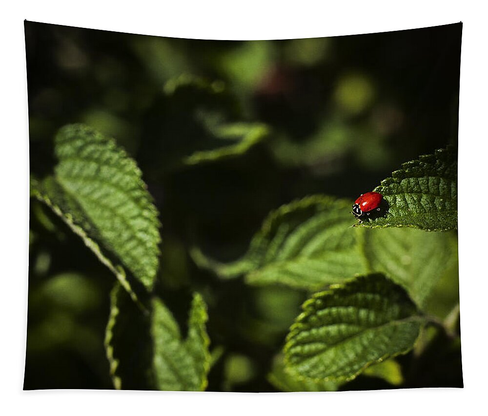 Florida Tapestry featuring the photograph Ladybug by Bradley R Youngberg