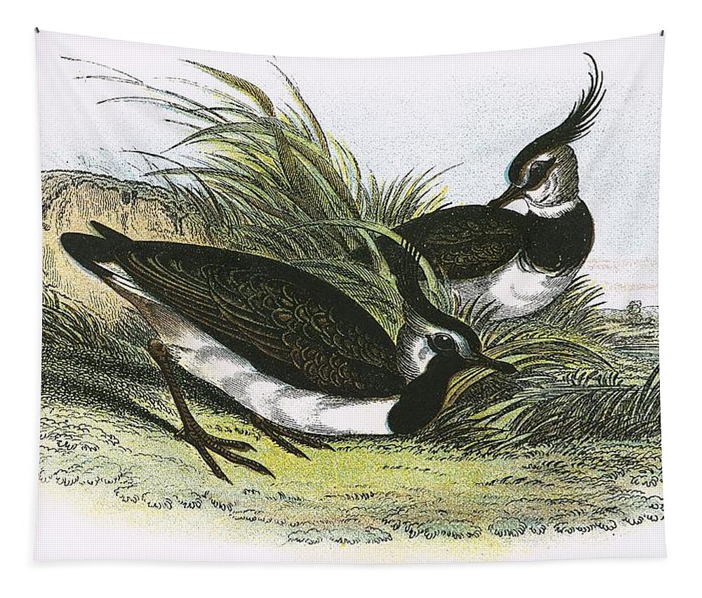 British Birds Tapestry featuring the photograph Lapwing by English School