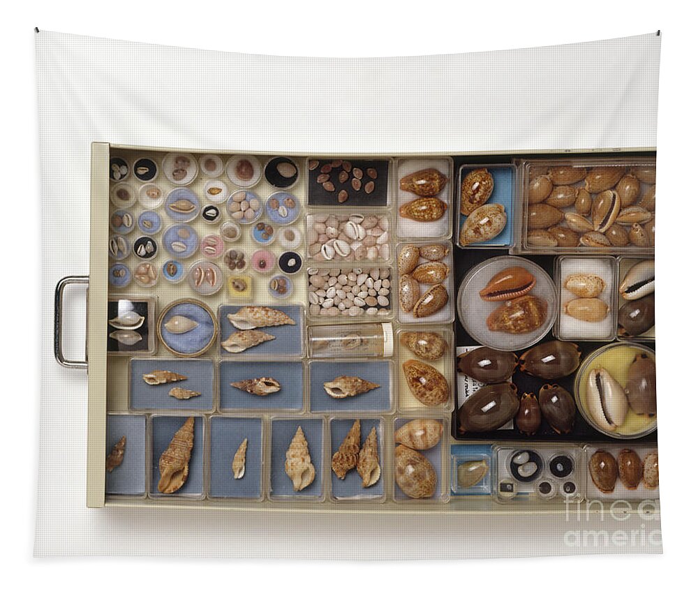 Abundance Tapestry featuring the photograph Large Collection Of Shells In Drawer by Matthew Ward / Dorling Kindersley