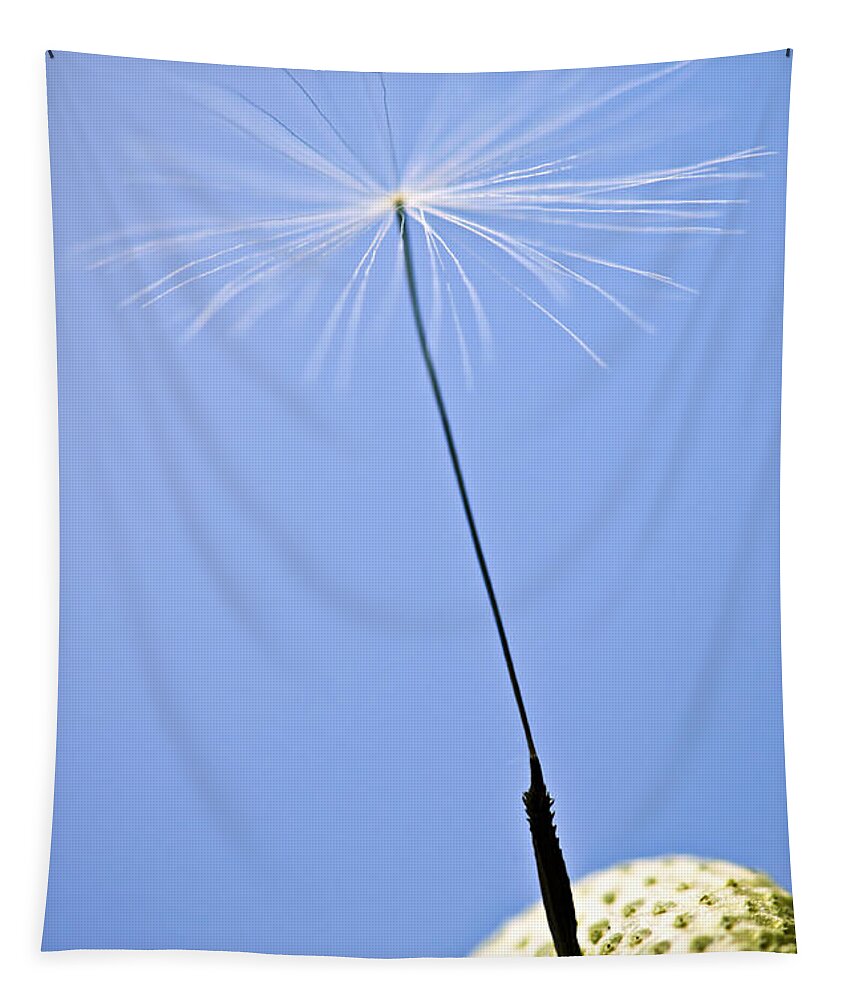 Dandelion Tapestry featuring the photograph Last dandelion seed by Elena Elisseeva