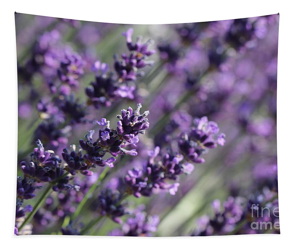 Closeup Tapestry featuring the photograph Lavender by Amanda Mohler
