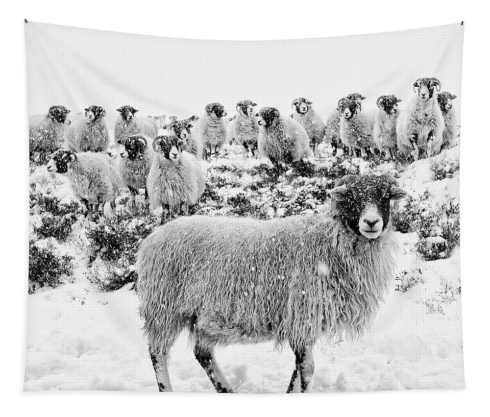 Swaledale Tapestry featuring the photograph Leader of the Flock by Janet Burdon