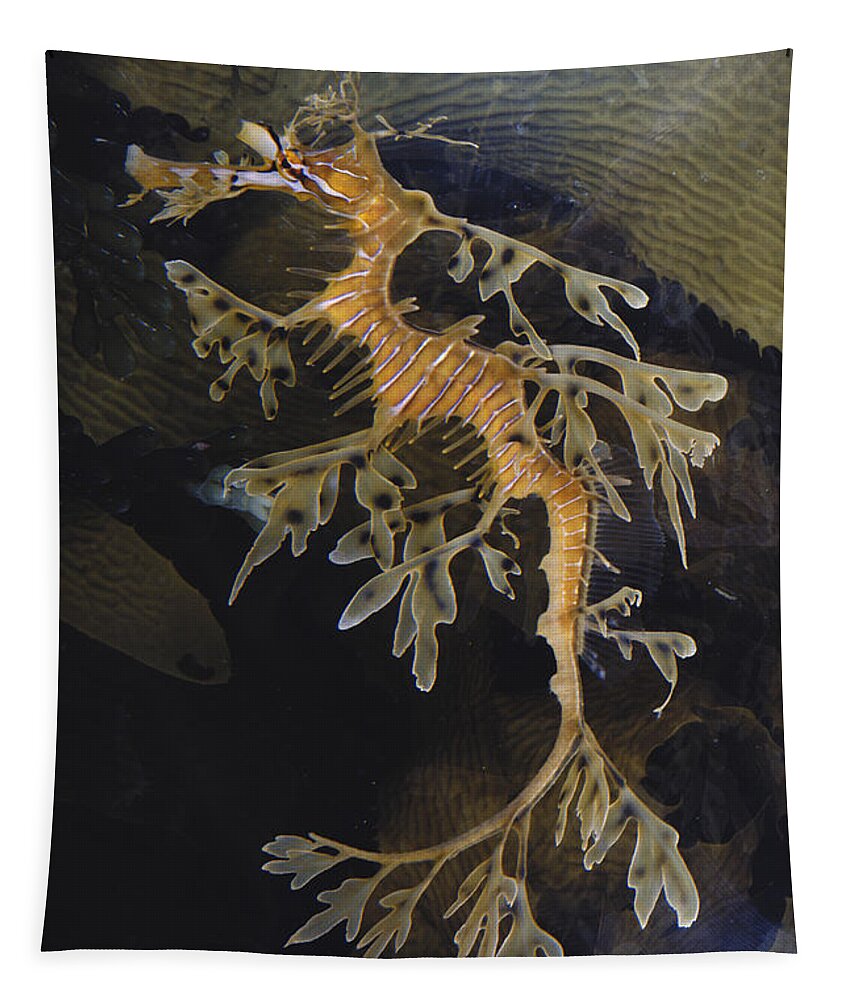 Leafy Sea Dragon Tapestry featuring the photograph Leafy Sea Dragon by Dr. Paul Zahl