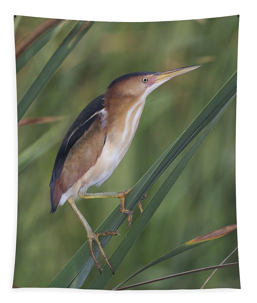 Least Bittern Tapestry featuring the photograph Least Bittern by Anthony Mercieca