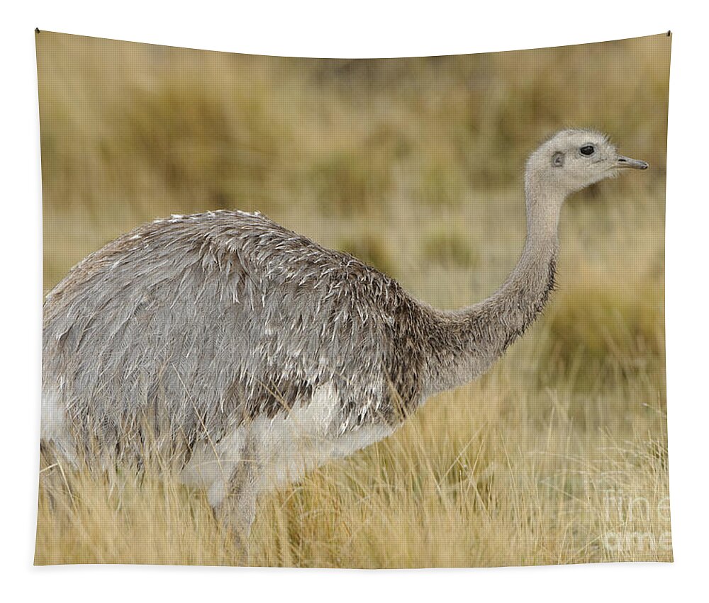 Chilean Fauna Tapestry featuring the photograph Lesser Rhea by John Shaw