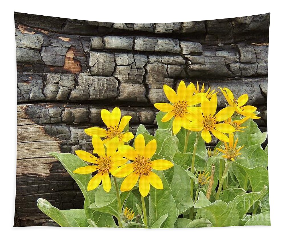 Arrowleaf Balsamroot Tapestry featuring the photograph Life After Fire by Michele Penner