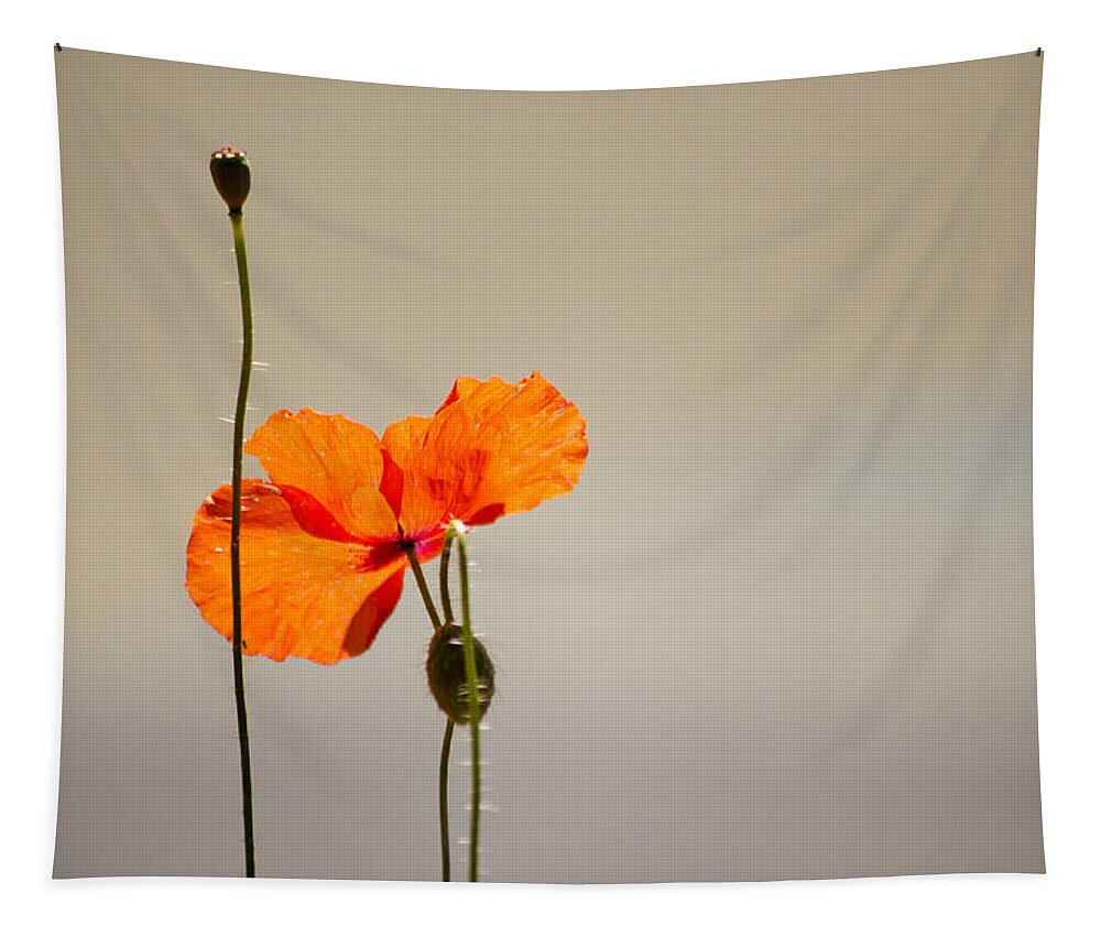 Poppy Tapestry featuring the photograph Life by Spikey Mouse Photography