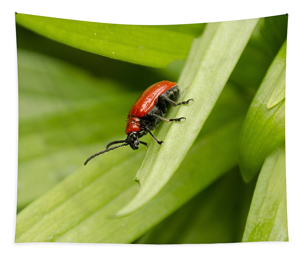 Lily Beetle Tapestry featuring the photograph Lily Beetle by Spikey Mouse Photography