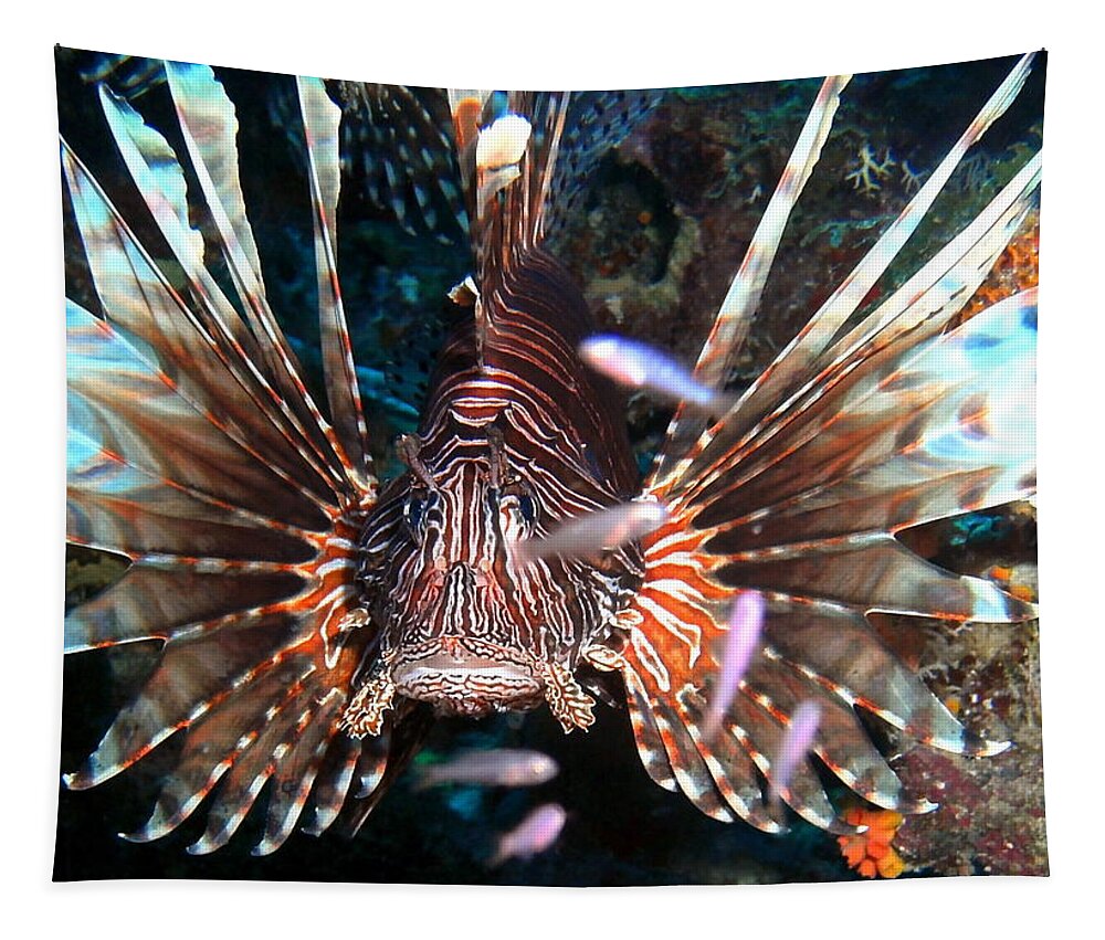 Lion Tapestry featuring the photograph Lion Fish - En Garde by Amy McDaniel