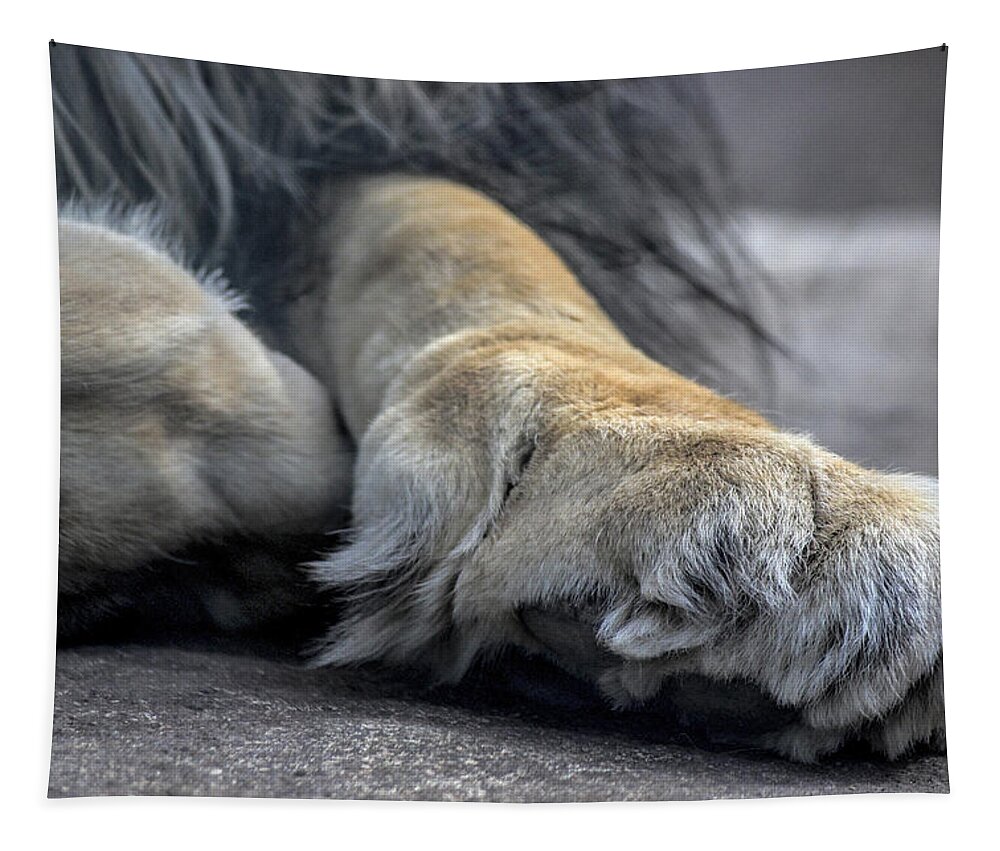Lion Tapestry featuring the photograph Lion's Paw by Becca Buecher