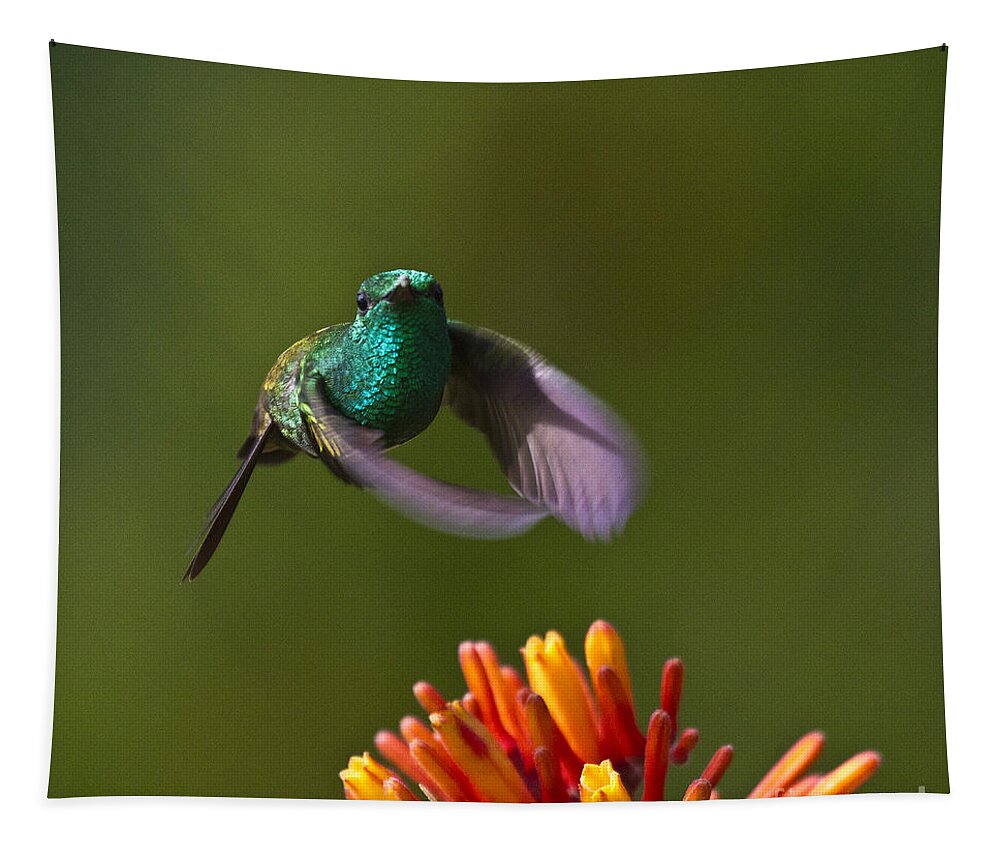 Bird Tapestry featuring the photograph Little Hedgehopper by Heiko Koehrer-Wagner