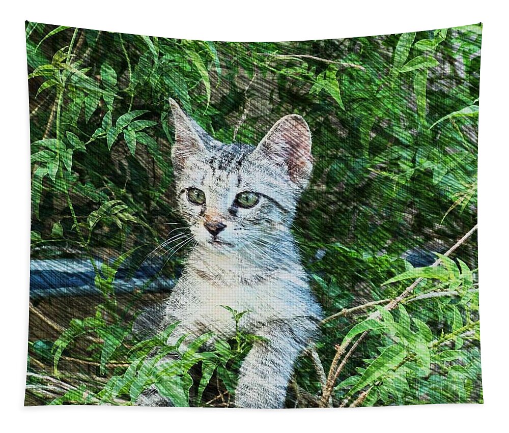 Kitten Tapestry featuring the photograph Little Kitten by Kathy Churchman