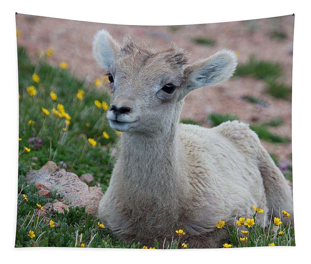 Bighorn Sheep Tapestry featuring the photograph Little Lamb by Jim Garrison