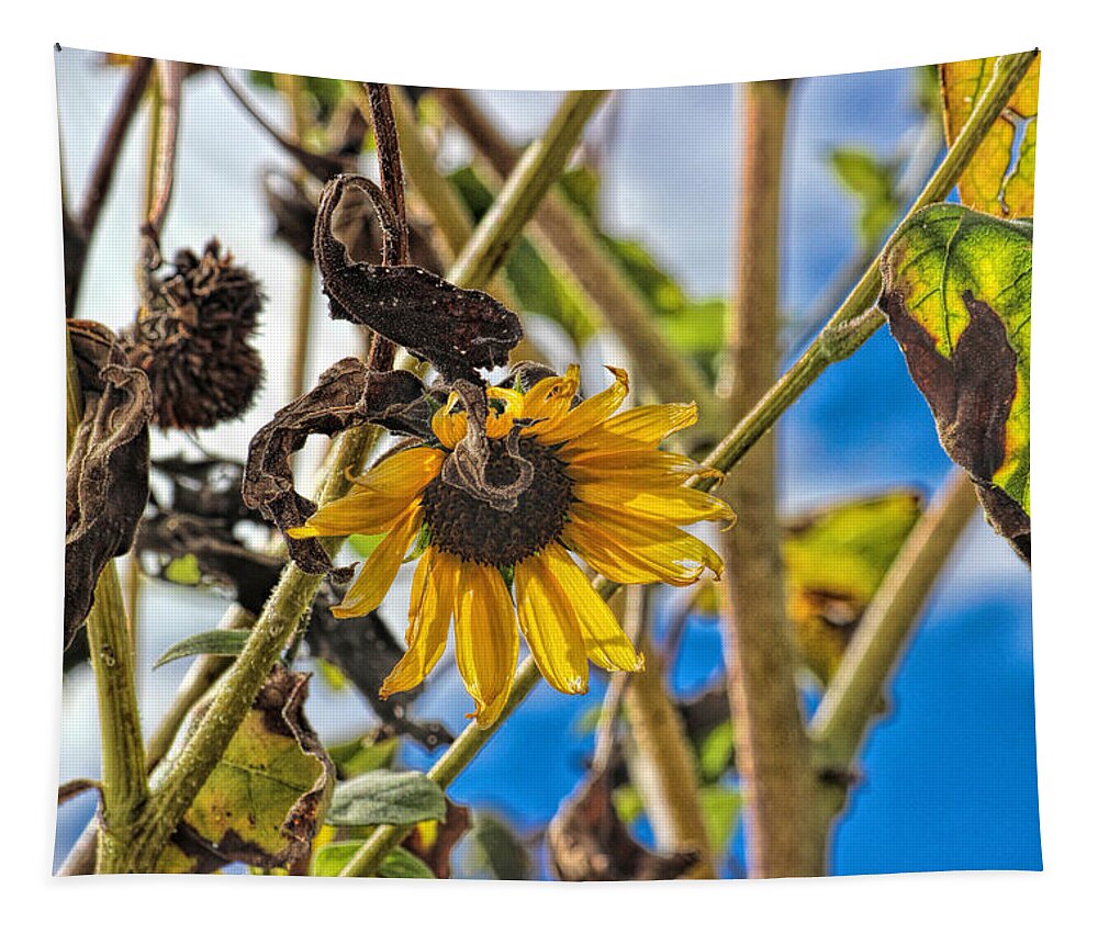 Sunflower Tapestry featuring the photograph Little life left by Becca Buecher