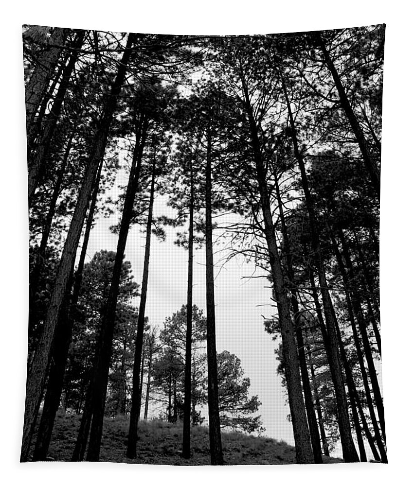 Tree Tapestry featuring the photograph Lodgepole Pines by Joe Kozlowski